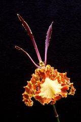 Psychopsis Mariposa