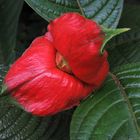 Psychotria elata