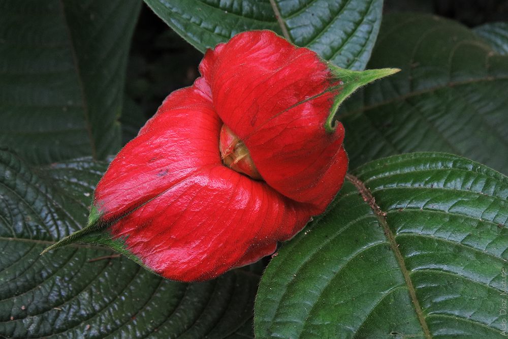 Psychotria elata