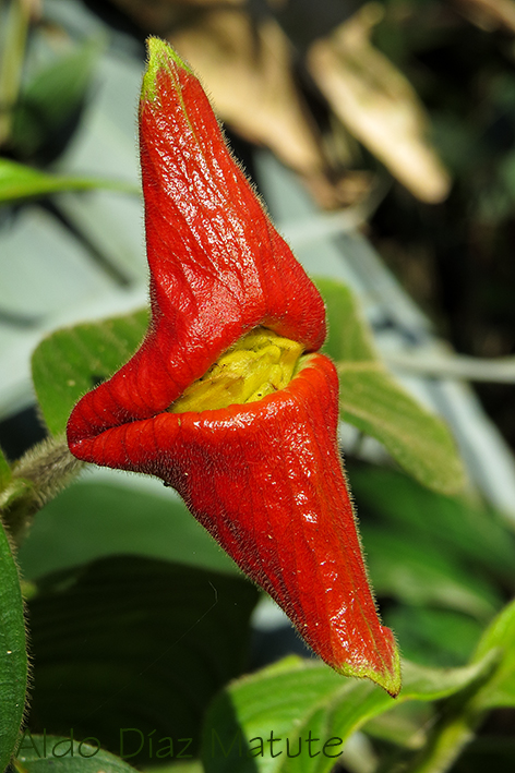 Psychotria poeppigiana
