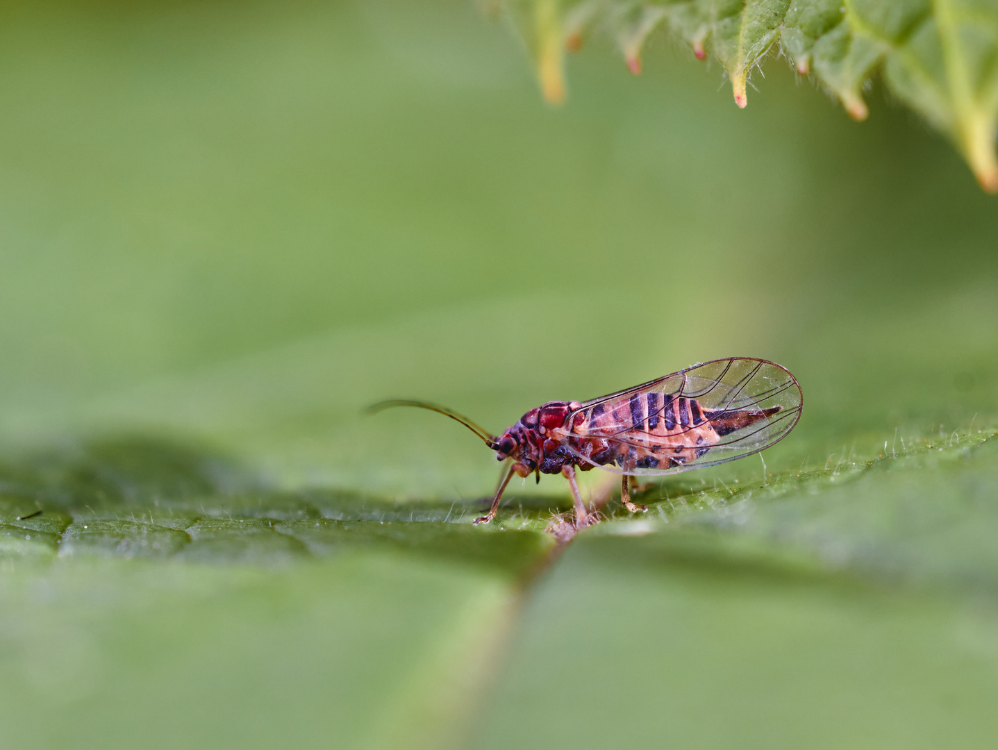 Psyllidae sp.