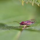 Psyllidae sp.