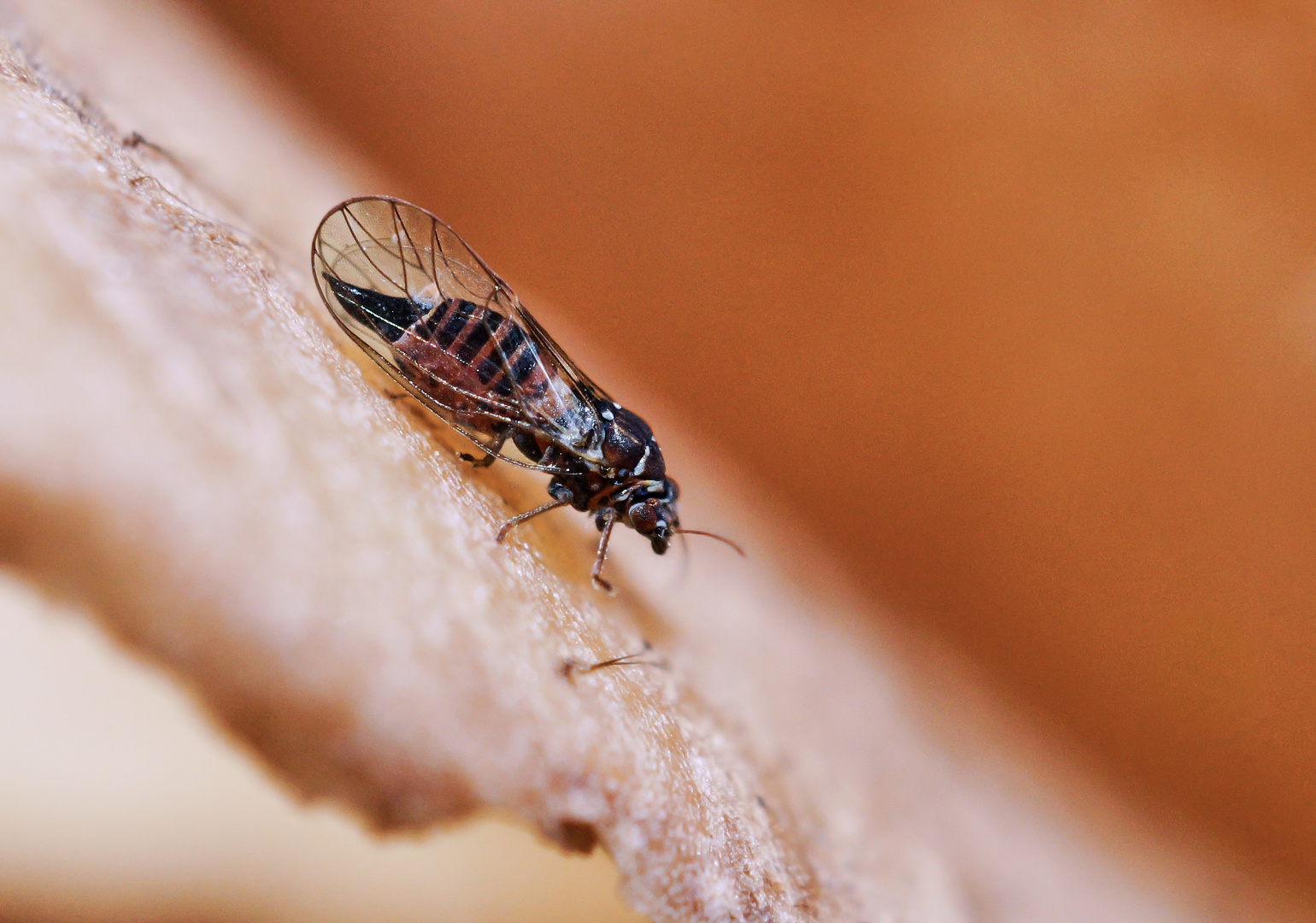 Psyllidae sp. Blattfloh