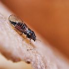 Psyllidae sp. Blattfloh