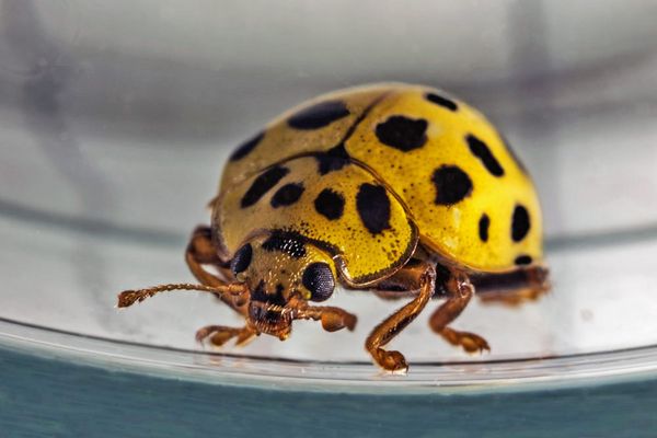 Psyllobora vigintiduopunctata