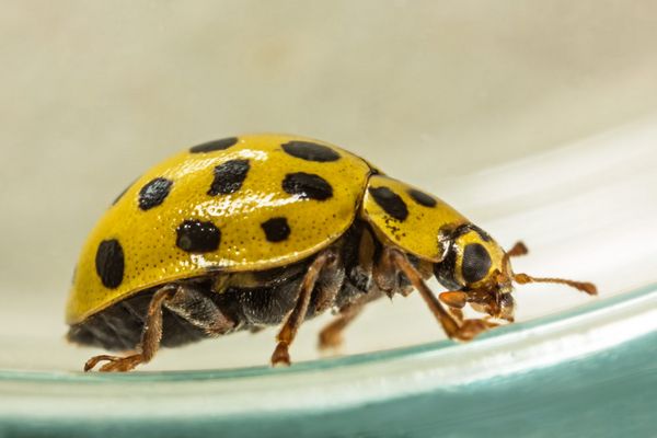 Psyllobora vigintiduopunctata