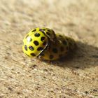 Psyllobora vigintiduopunctata - zweiundzwanzig Punkt Marienkäfer 