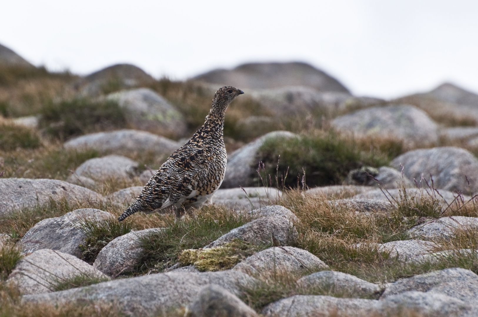 Ptarmigan