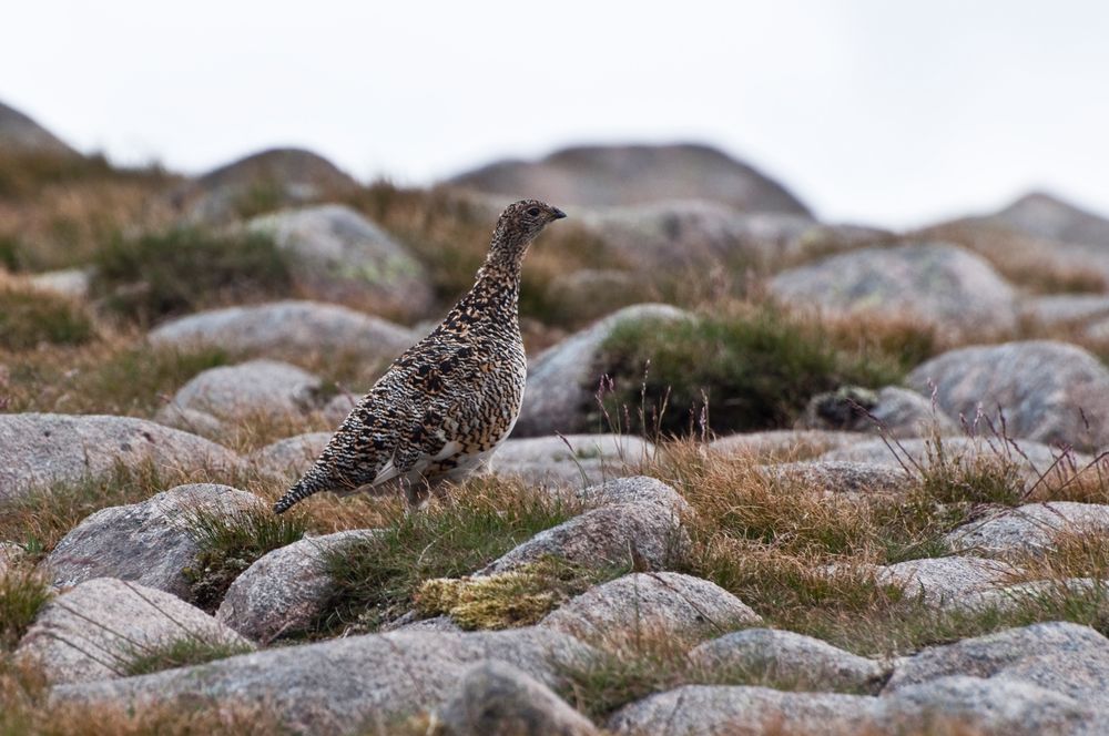 Ptarmigan