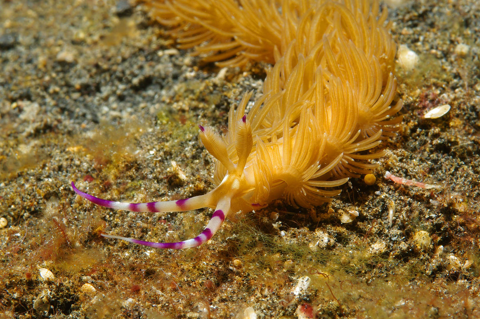 Pteraeolidia ianthina