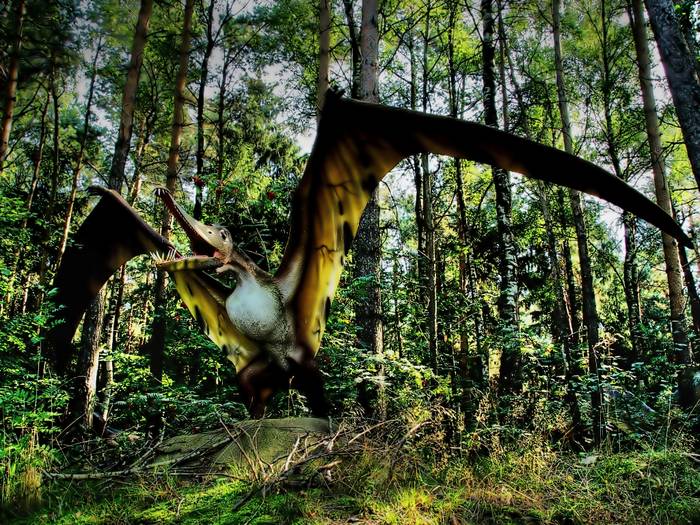 Pteranodon