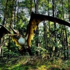 Pteranodon