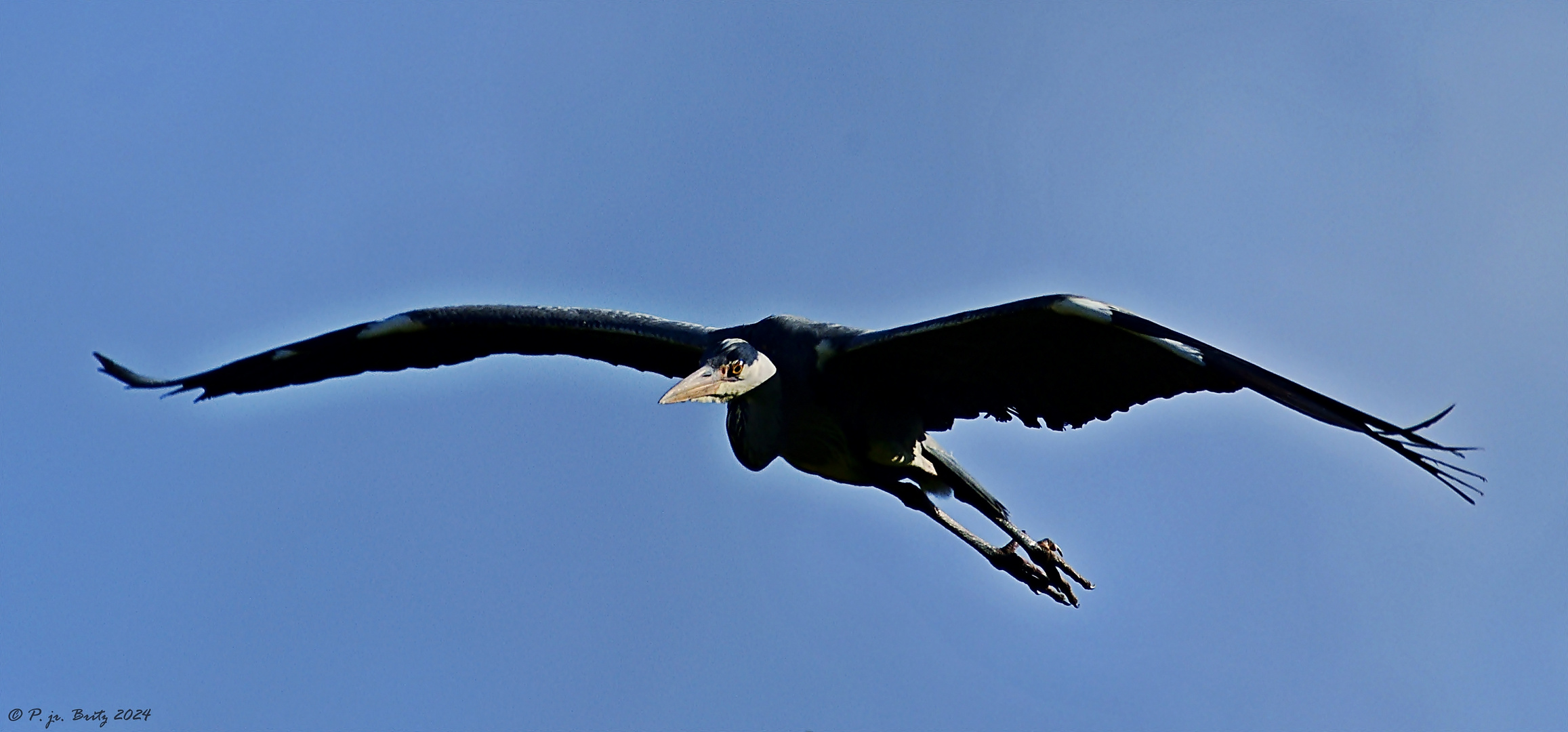 Pteranodon (Großer Kurzschwanzflugsaurier)