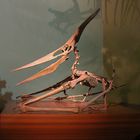 Pteranodon Ingens