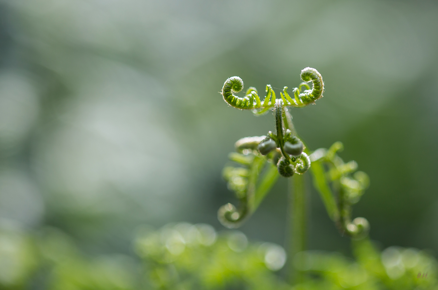 Pteridium aquilinum