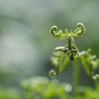 Pteridium aquilinum