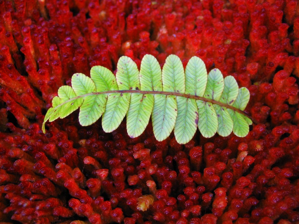 Ptéridophyte verte sur Bryophyte rouge...