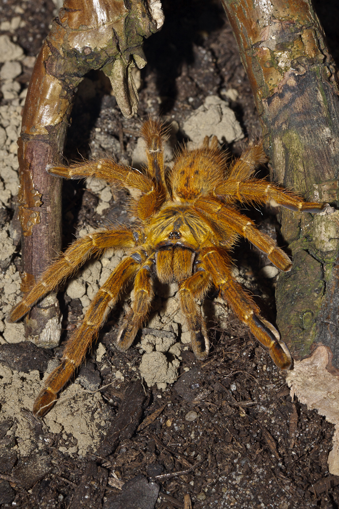 Pterinochilus murinus