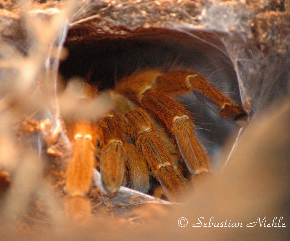 Pterinochilus murinus auf der Lauer