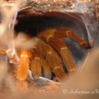 Pterinochilus murinus auf der Lauer