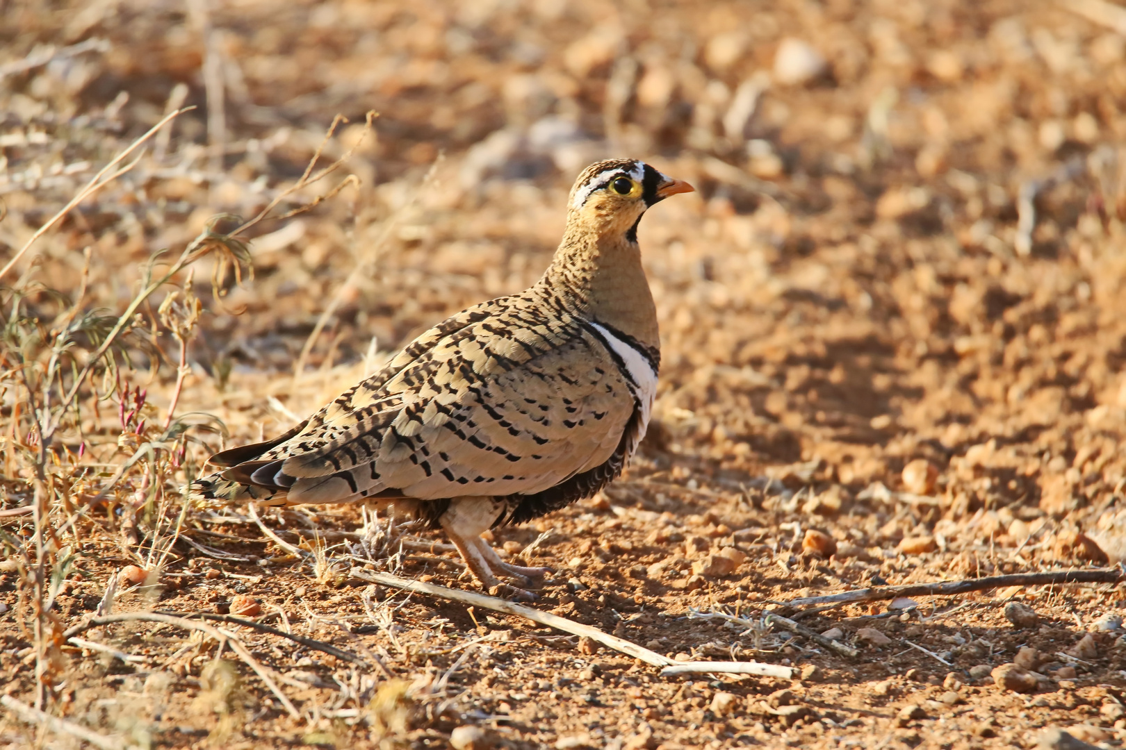 Pterocles decoratus