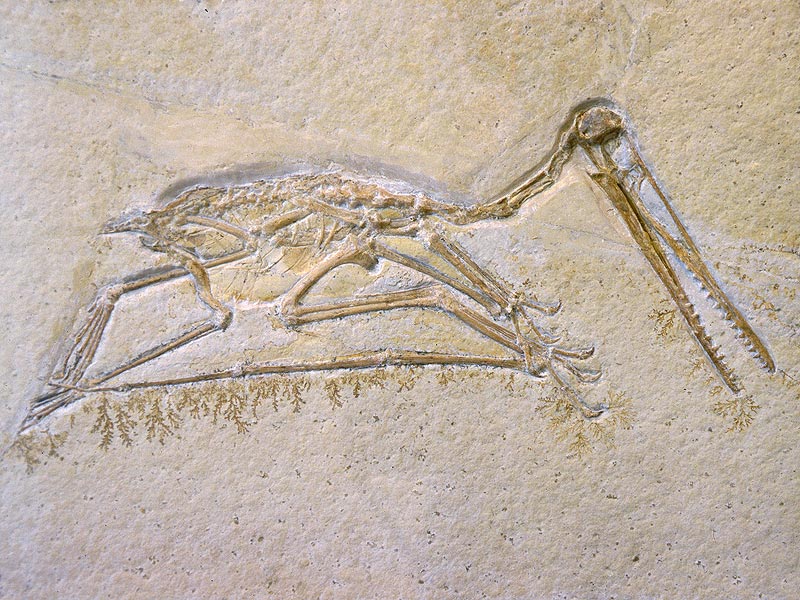 Pterodactylus kochi (Flugsaurier aus dem Jura)