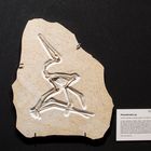 Pterodactylus sp. - Flügelfinger