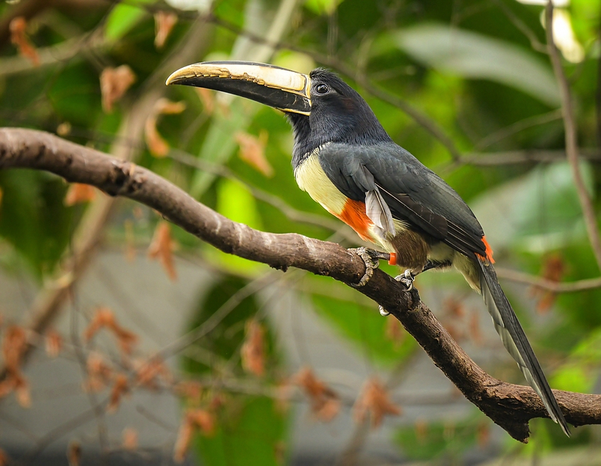 Pteroglossus aracari