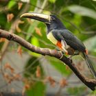 Pteroglossus aracari