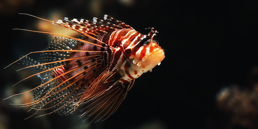 Pterois