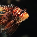 Pterois