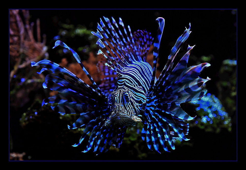 Pterois antennata Foto & Bild tiere, zoo, wildpark & falknerei, zoo