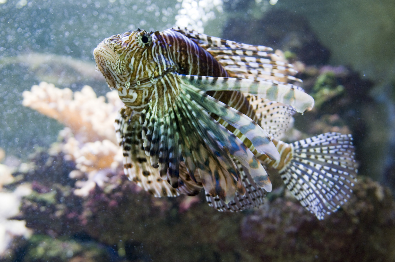 Pterois antennata