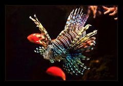 Pterois antennata "naturalis"