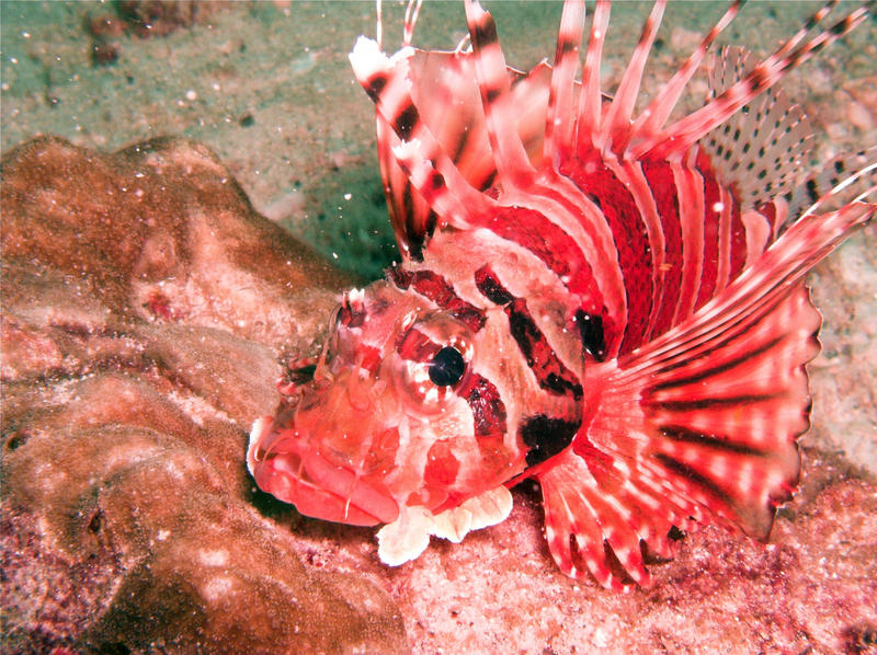 Pterois (Feuerfisch)