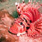 Pterois (Feuerfisch)