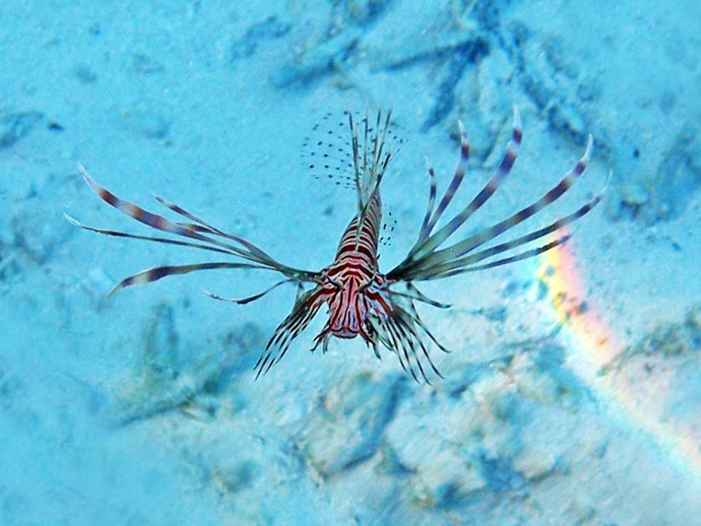 Pterois miles