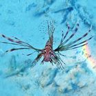 Pterois miles