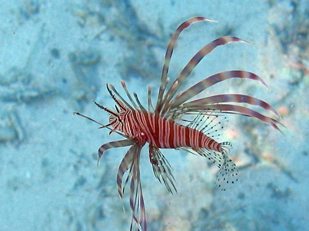 Pterois miles