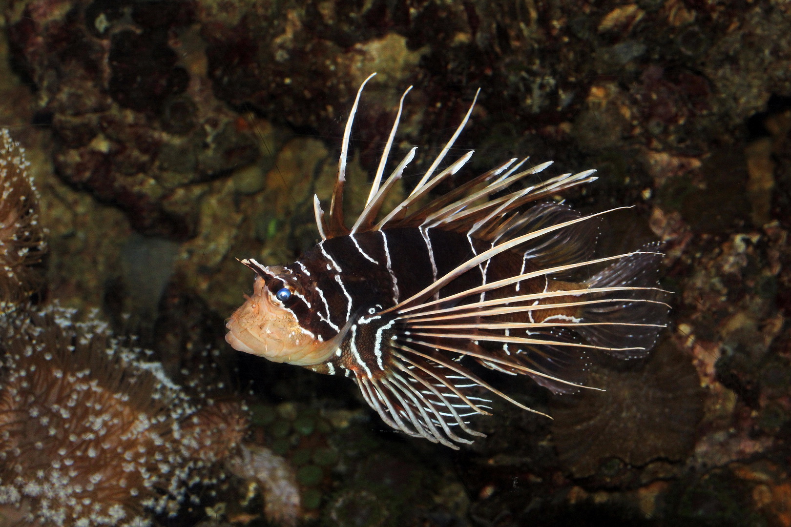 Pterois radiata