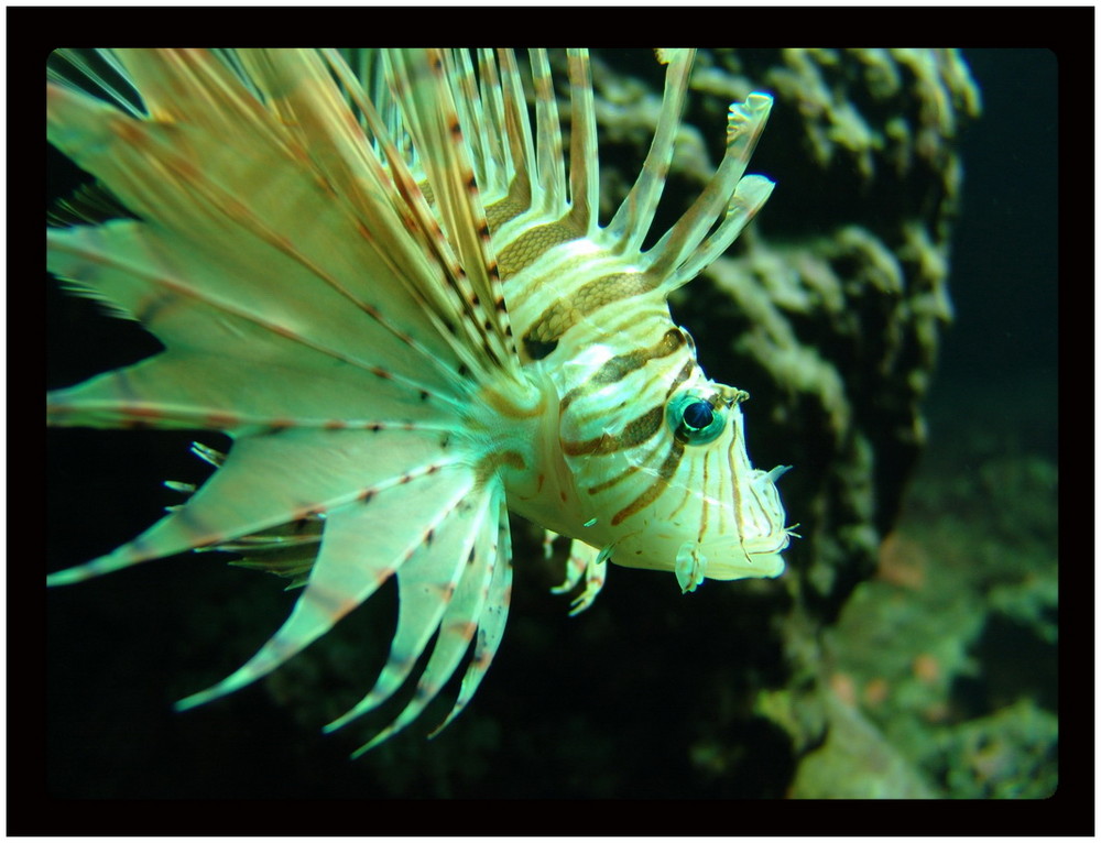 "Pterois volitans"