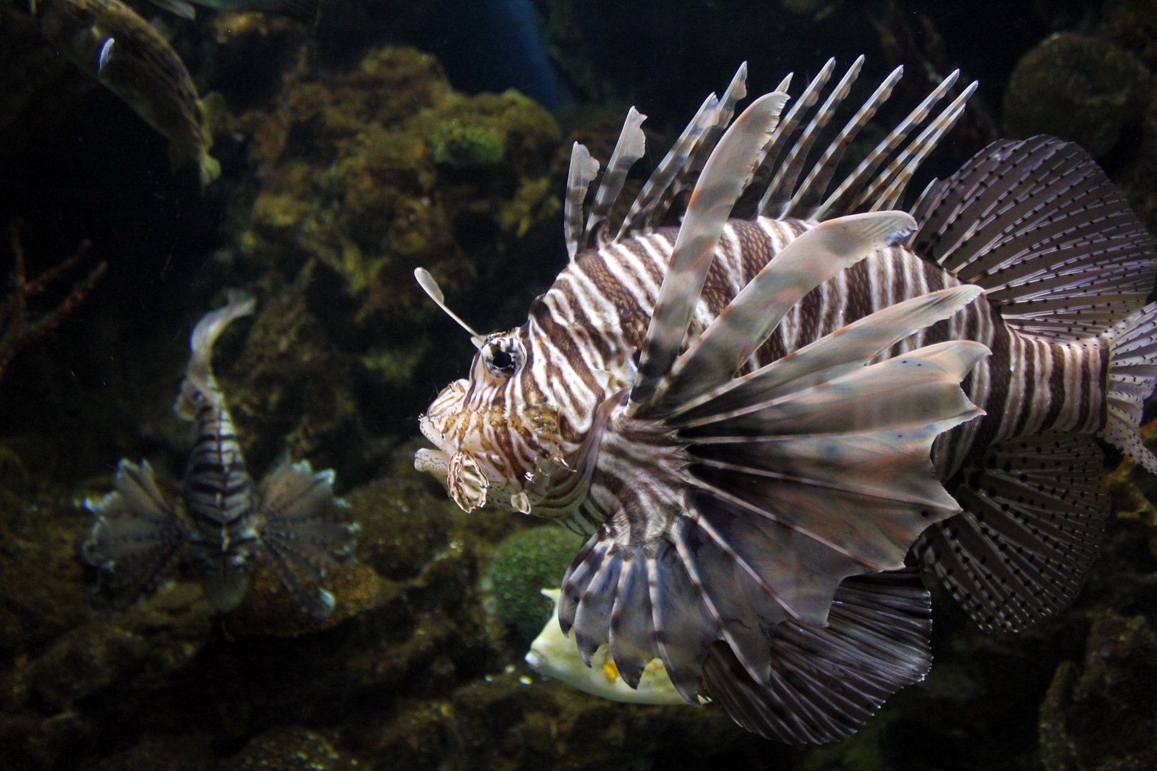 Pterois volitans