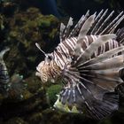 Pterois volitans