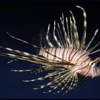 Pterois volitans