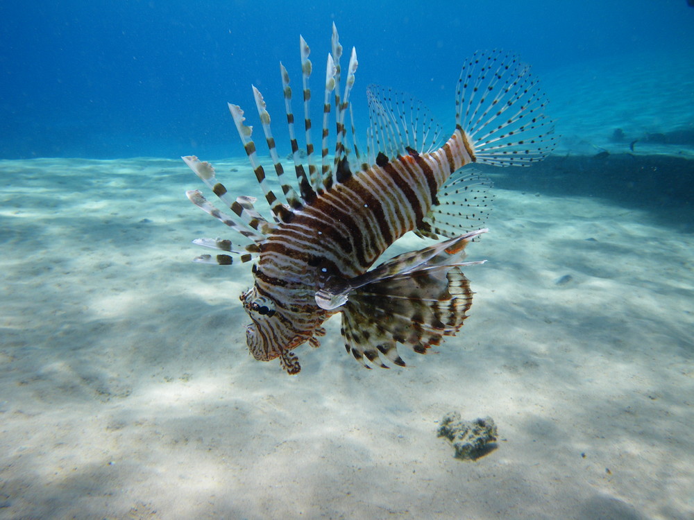 Pterois volitans