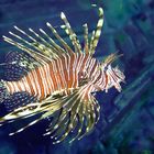 Pterois volitans - Rotfeuerfisch