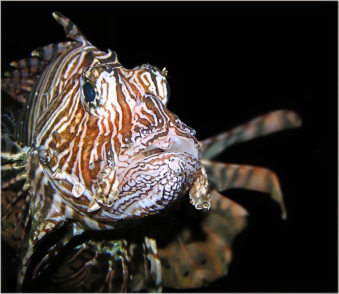 Pterois volitans (Rotfeuerfisch)