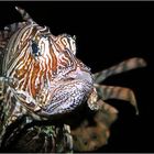 Pterois volitans (Rotfeuerfisch)