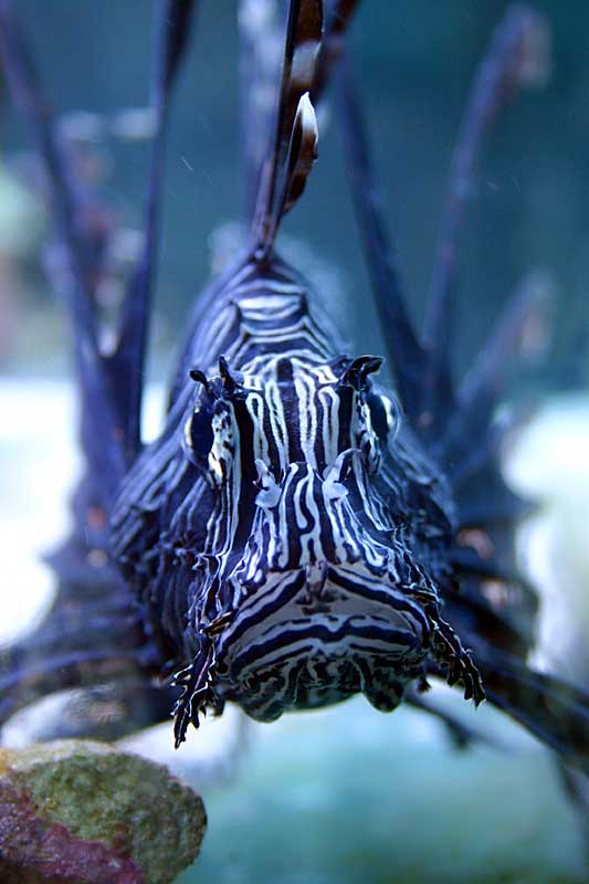 Pterois volitans (Rotfeuerfisch)