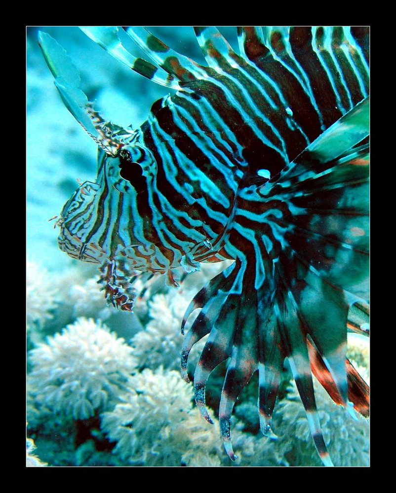 Pterois volitans - Rotfeuerfisch